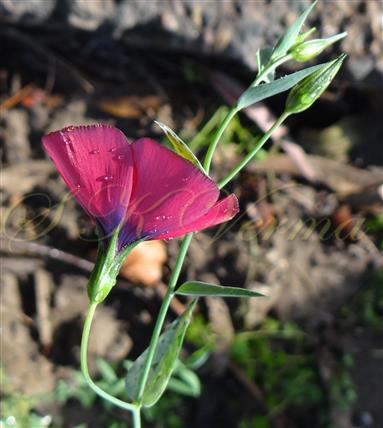  Flower (Lateral view)